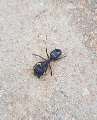 Camponotus compressus