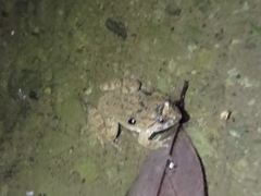 Limnonectes fujianensis