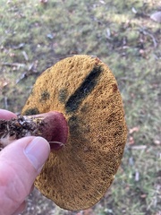Cyanoboletus pulverulentus