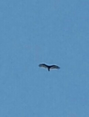 Cathartes aura
