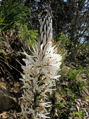 Asphodelus albus