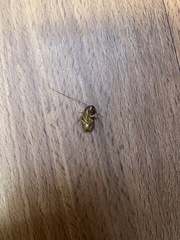 Periplaneta americana