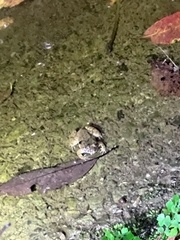 Limnonectes fujianensis