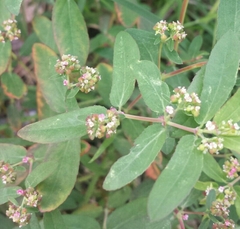 Euphorbia hypericifolia