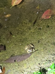 Limnonectes fujianensis