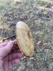 Cyanoboletus pulverulentus
