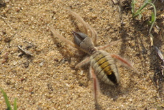 Solpugidae