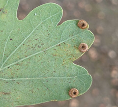 Neuroterus numismalis