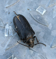Prionus coriarius
