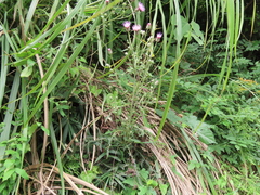 Cirsium nipponicum incomptum