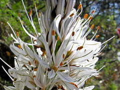 Asphodelus albus
