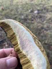 Cyanoboletus pulverulentus