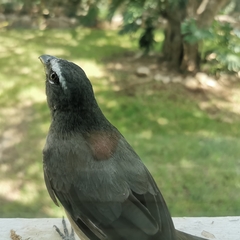 Saltator grandis