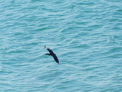 Leucocarbo magellanicus