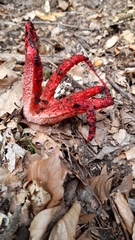 Clathrus archeri