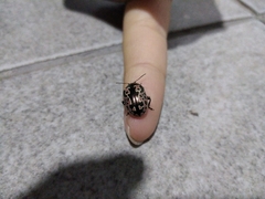 Calligrapha diversa