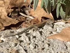 Podarcis muralis