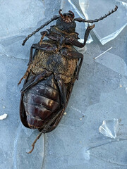 Prionus coriarius