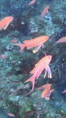 Anthias anthias