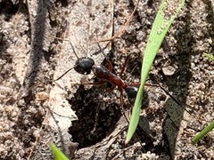 Camponotus intrepidus