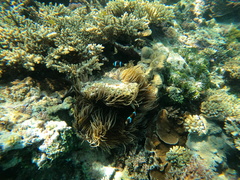 Amphiprion akindynos