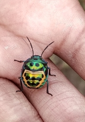 Chrysocoris stollii