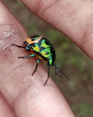 Chrysocoris stollii