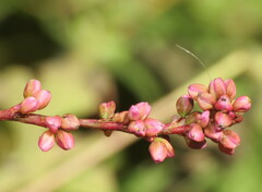 Persicaria posumbu