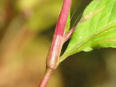 Persicaria posumbu