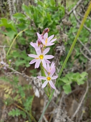 Olsynium scirpoideum