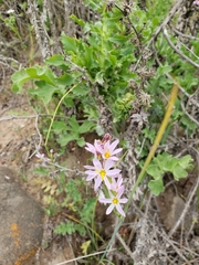 Olsynium scirpoideum