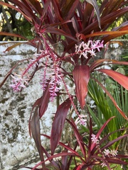 Cordyline fruticosa