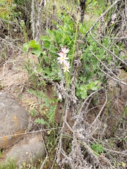 Olsynium scirpoideum