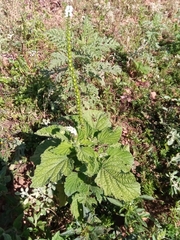 Heliotropium indicum