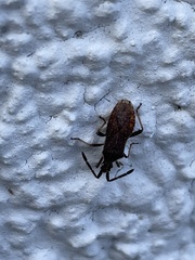 Coriomeris denticulatus