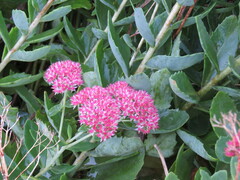 Hylotelephium maximum × spectabile