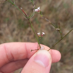 Asperula cynanchica