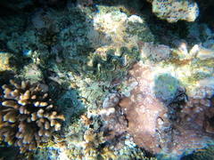 Tridacna maxima