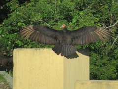 Cathartes burrovianus