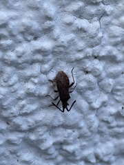 Coriomeris denticulatus