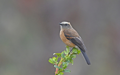 Ochthoeca fumicolor