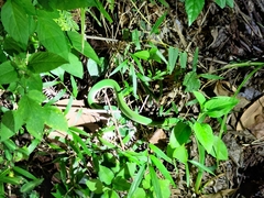 Trimeresurus stejnegeri