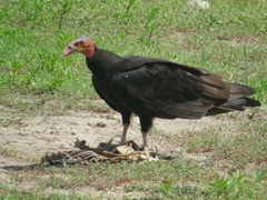 Cathartes burrovianus