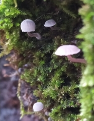 Mycena meliigena
