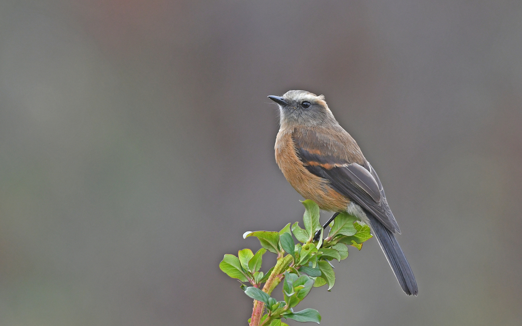 Brown-Backed Chat-Tyrant