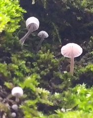 Mycena meliigena