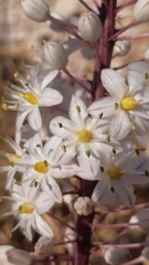 Drimia numidica