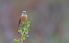Ochthoeca fumicolor