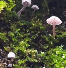 Mycena meliigena