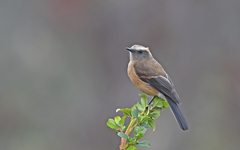 Ochthoeca fumicolor